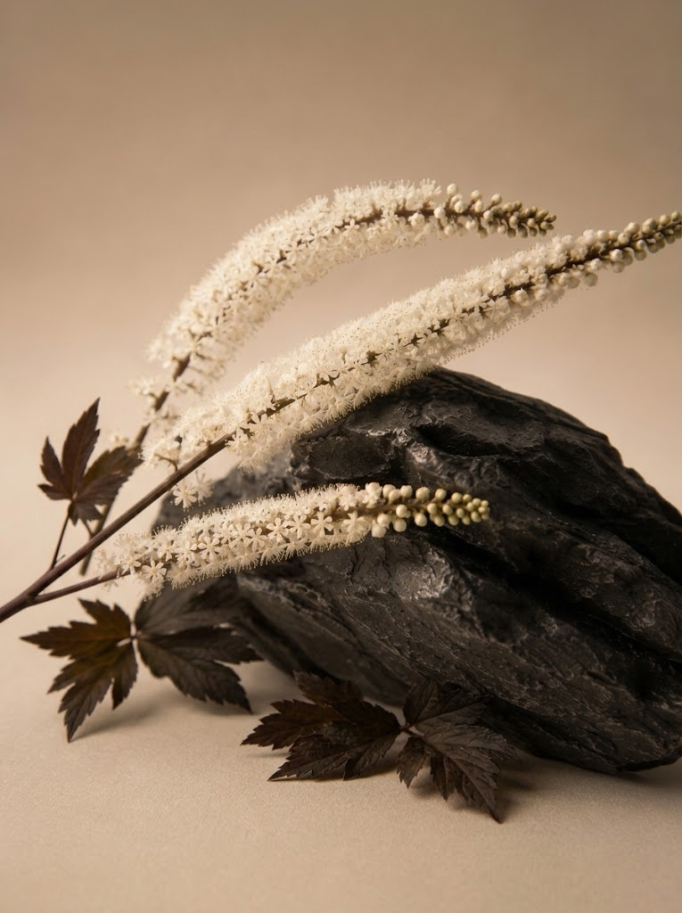Cimicífuga (Actaea racemosa)